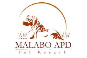 Malabo Pet Resort se destaca entre os melhores hotéis para cães, oferecendo um ambiente seguro e confortável