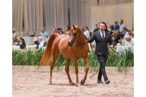 treinadores de cavalos - Carlinhos Souza