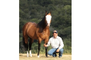 treinadores de cavalos - Steve Bezerra